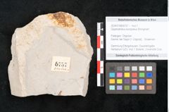 Foto (Objekt + Etikett) von Glyptostrobus europaeus Brongniart (NHMW-GEO-2024-0188-6757)
